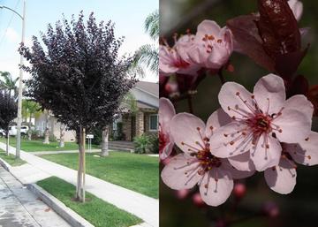 Prunus cerasifera woodii / Vérszilva