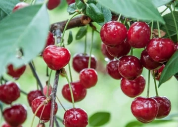 Prunus cerasus Cigánymeggy 59 / Cigánymeggy 59