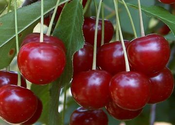 Prunus cerasus Érdi Jubileumi / Érdi Jubileumi meggy