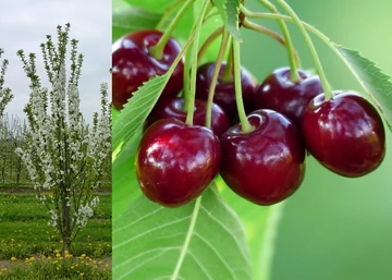Prunus cerasus Jachim  Oszlopos meggy Jachim