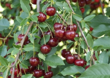 Prunus cerasus Újfehértói Fürtös / Újfehértói Fürtös meggy
