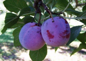 Prunus domestica Althann ringlo / Althann ringlo szilva