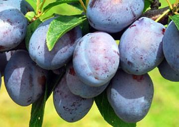 Prunus domestica Besztercei 2 / Besztercei 2 szilva