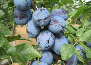 Prunus domestica Cacanska lepotica / Cacanska lepotica szilva