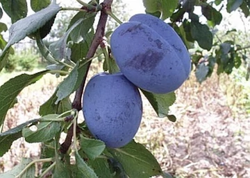 Prunus domestica Cacanska rodna / Cacanska rodna szilva