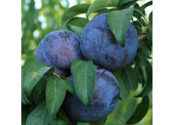 Prunus domestica Friar / Friar szilva