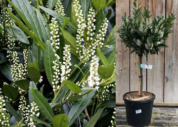 Prunus laurocerasus Otto Luyken / Babérmeggy Otto Luyken