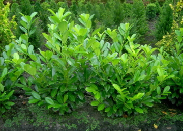 Prunus laurocerasus Rotundifolia / Babérmeggy