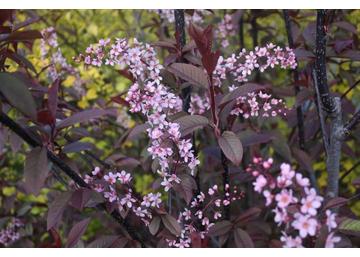 Prunus padus Coloratus / Vöröslombú májusfa