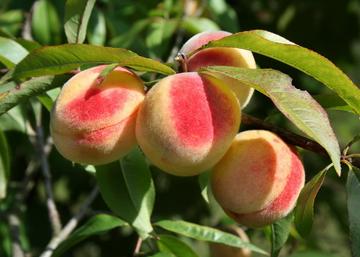 Prunus persica Champion / Champion őszibarack