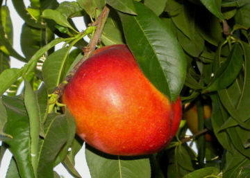 Prunus persica Flavortop / Flavortop nektarin