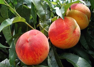 Prunus persica Mariska / Mariska Öszibarack