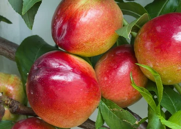 Prunus persica Vénusz / Vénusz nektarin