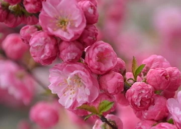 Prunus triloba Multiplex / Teltvirágú babarózsa