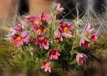 Pulsatilla vulgaris Red Bells / Tavaszi kökörcsin