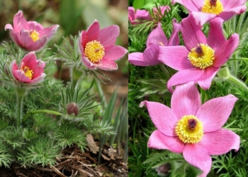Pulsatilla vulgaris Rose Bells / Tavaszi kökörcsin