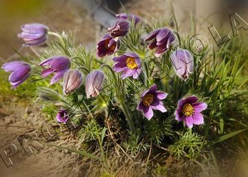 Pulsatilla vulgaris Violet Bells / Tavaszi kökörcsin