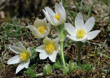Pulsatilla vulgaris White Bells / Tavaszi kökörcsin
