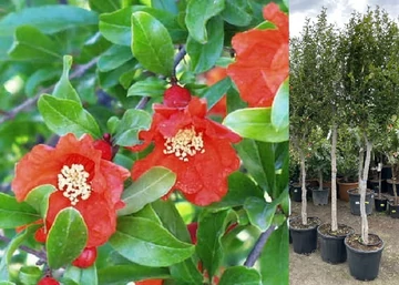 Punica granatum Acco / Termő gránátalma