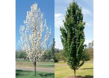 Pyrus calleryana capital / Oszlopos kínai díszkörte