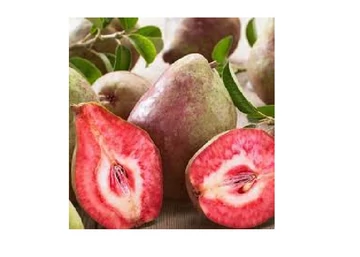 Pyrus communis Vérbélű Körte / Vérbélű Körte