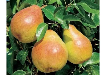 Pyrus communis Tüskés körte / Tüskés körte