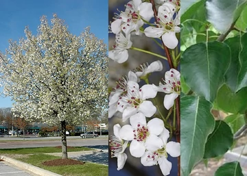Pyrus calleryana Autumn Blaze / Kínai díszkörte
