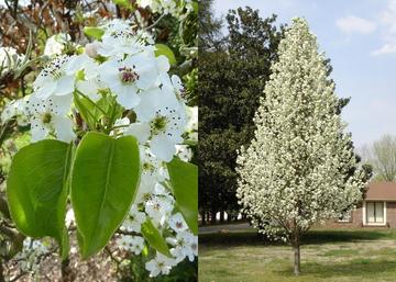 Pyrus calleryana Chanticleer / Kínai díszkörte
