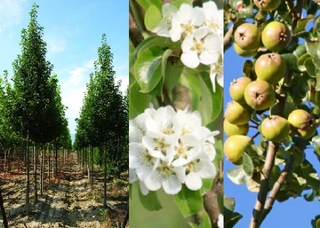 Pyrus communis Beach Hill /Oszlopos díszkörte