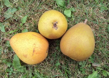 Pyrus communis Beurre Hardy / Hardy vajkörte