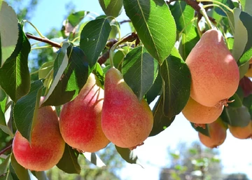 Pyrus communis Mirandino Rosso / Mirandino Rosso körte