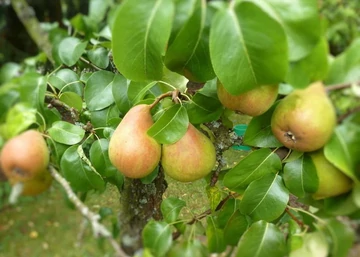 Pyrus communis Nagy szegfű / Nagy szegfű körte