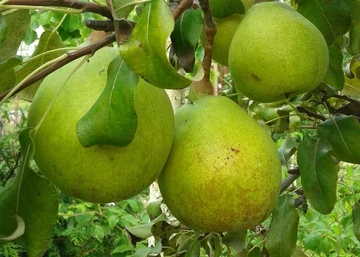 Pyrus communis Nemes krasszán / Nemes krasszán körte
