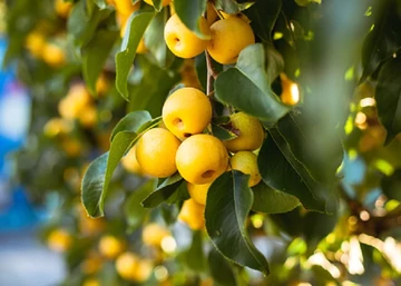 Pyrus communis Nijisseiki / Nijisseiki körte