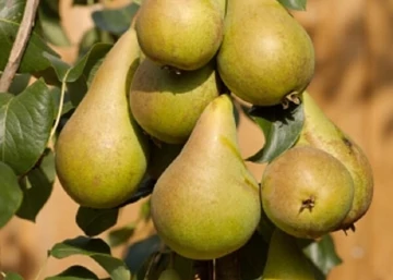 Pyrus communis Nojabrskaja / Nojabrskaja Xenia körte
