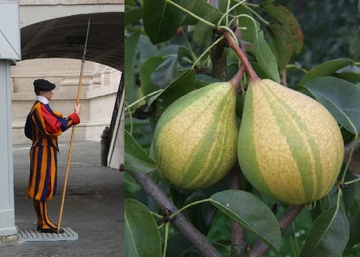 Pyrus communis Schweizerhose / Svájci nadrágkörte