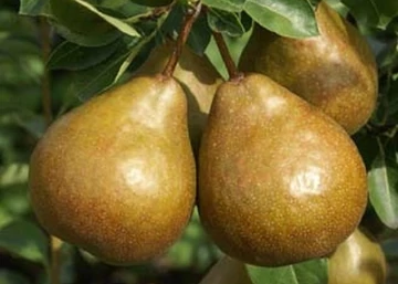 Pyrus communis Tongre / Tongre körte