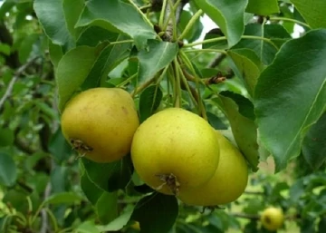 Pyrus communis Arabitka / Arabitka körte