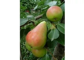 Pyrus communis dr. guyot gyula / Dr. Guyot Gyula körte