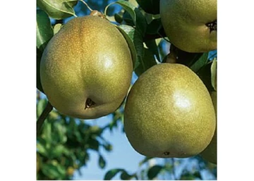 Pyrus communis téli esperes / Téli Esperes körte