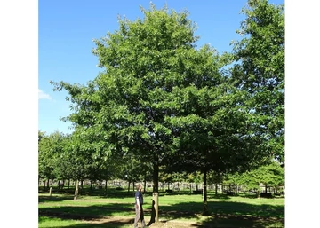 Quercus rubra / Vörös tölgy