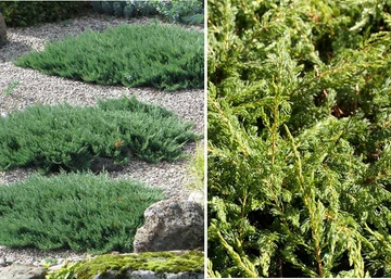 Juniperus communis Repanda / Terülő boróka