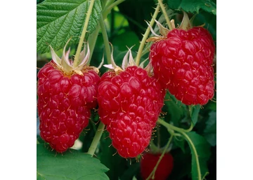 Raspberry Malling / Malling málna