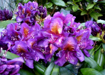 Rhododendron Marcel Menard / Örökzöld bíborlila azálea
