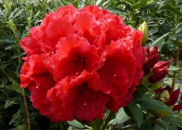 Rhododendron Red Jack / Örökzöld rubinvörös azálea