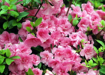 Rhododendron Rosebud / Törpe japán Rózsaszín azálea