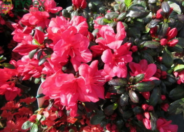 Rhododendron japonica Maruschka / Törpe japán Kárminpiros azálea