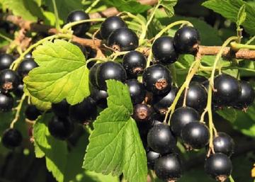 Ribes nigrum fertődi 1 / Fertődi 1 fekete ribizli