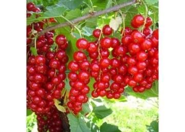 Ribes rubrum Fertődi / Fertődi hosszúfürtű piros ribizli
