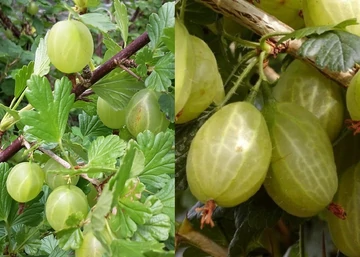 Ribes uva-crispa Invicta / Egres köszméte Invicta Magastörzsű